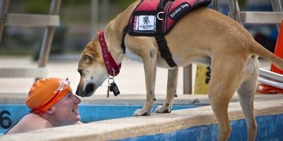 Service Dog Central.